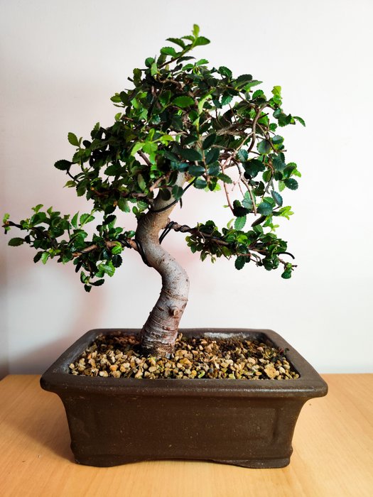 Kinesisk elm bonsai (Ulmus parviflora) - Højde (Træ): 24 cm - Dybde (Træ): 23.5 cm - Portugal - Bonsai Ulmus Parvifolia