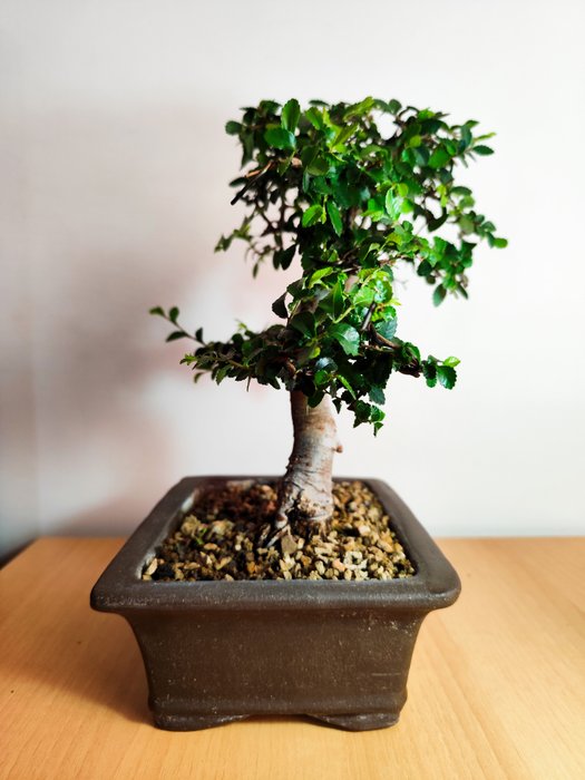 Kinesisk elm bonsai (Ulmus parviflora) - Højde (Træ): 24 cm - Dybde (Træ): 23.5 cm - Portugal - Bonsai Ulmus Parvifolia