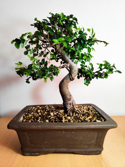 Kinesisk elm bonsai (Ulmus parviflora) - Højde (Træ): 24 cm - Dybde (Træ): 23.5 cm - Portugal - Bonsai Ulmus Parvifolia