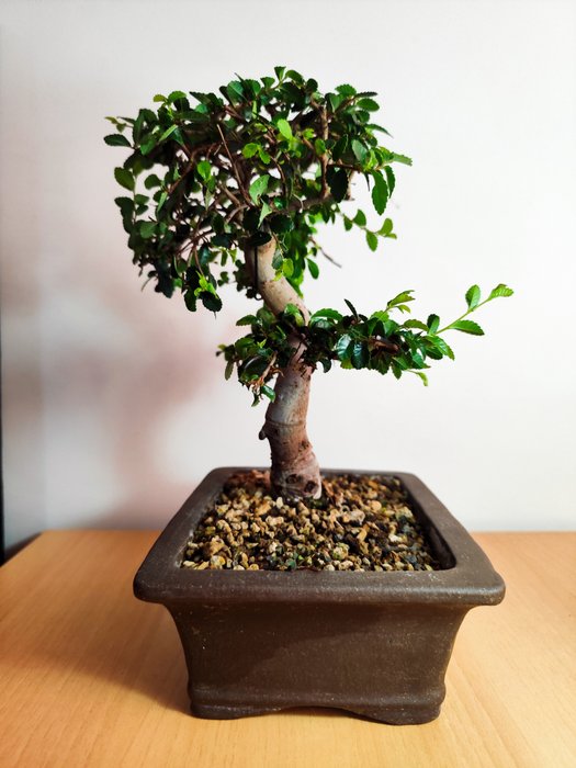 Kinesisk elm bonsai (Ulmus parviflora) - Højde (Træ): 24 cm - Dybde (Træ): 23.5 cm - Portugal - Bonsai Ulmus Parvifolia