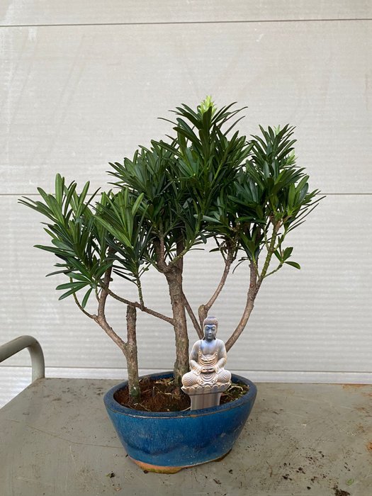 Buddhistisk fyrretræs bonsai (Podocarpus macrophyllus) - Højde (Træ): 30 cm - Dybde (Træ): 25 cm - Belgien - 3 stammer