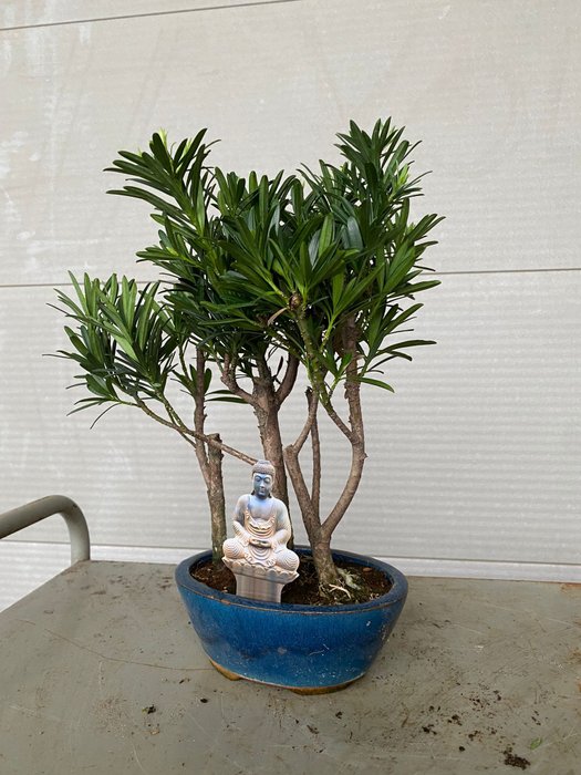 Buddhistisk fyrretræs bonsai (Podocarpus macrophyllus) - Højde (Træ): 30 cm - Dybde (Træ): 25 cm - Belgien - 3 stammer