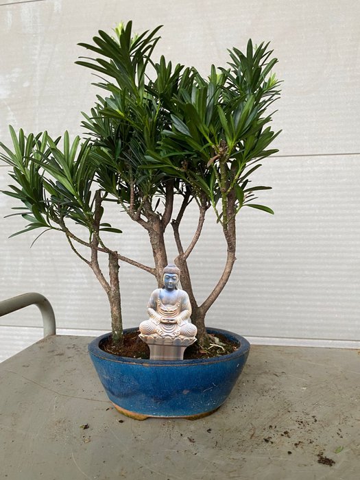 Buddhistisk fyrretræs bonsai (Podocarpus macrophyllus) - Højde (Træ): 30 cm - Dybde (Træ): 25 cm - Belgien - 3 stammer