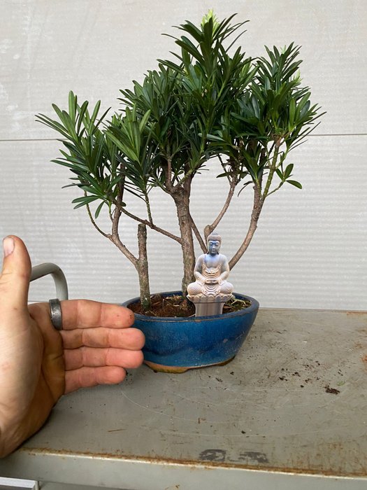 Buddhistisk fyrretræs bonsai (Podocarpus macrophyllus) - Højde (Træ): 30 cm - Dybde (Træ): 25 cm - Belgien - 3 stammer