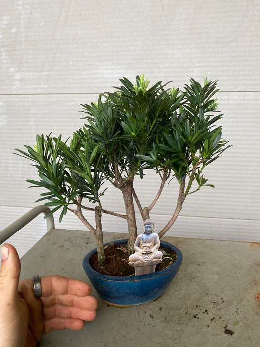 Buddhistisk fyrretræs bonsai (Podocarpus macrophyllus) - Højde (Træ): 30 cm - Dybde (Træ): 25 cm - Belgien - 3 stammer