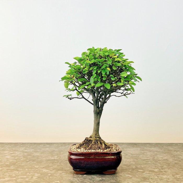 Liguster bonsai (Ligustrum) - Højde (Træ): 22 cm - Dybde (Træ): 15 cm - Spanien