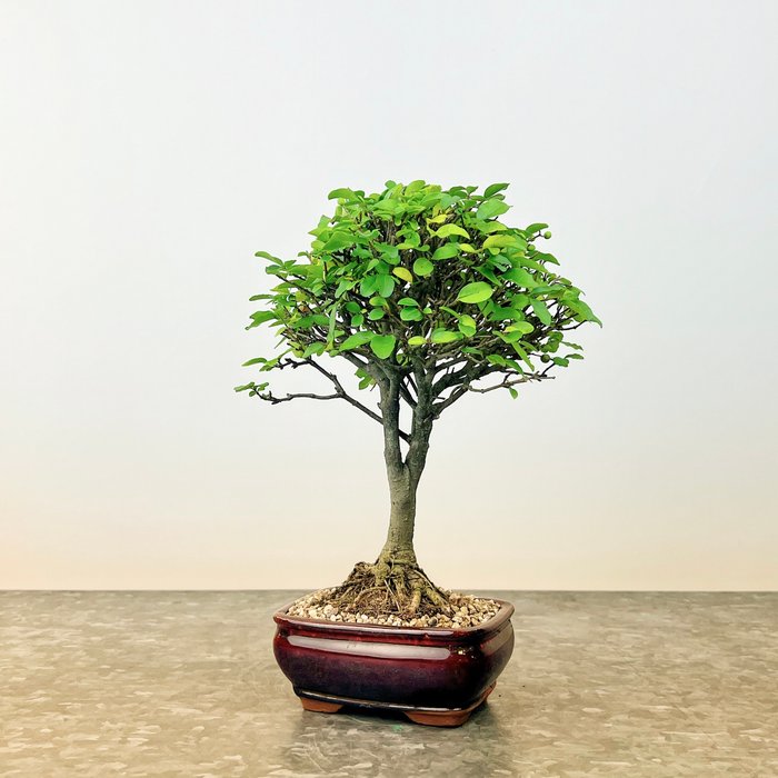 Liguster bonsai (Ligustrum) - Højde (Træ): 22 cm - Dybde (Træ): 15 cm - Spanien