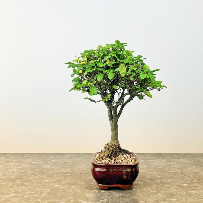 Liguster bonsai (Ligustrum) - Højde (Træ): 22 cm - Dybde (Træ): 15 cm - Spanien