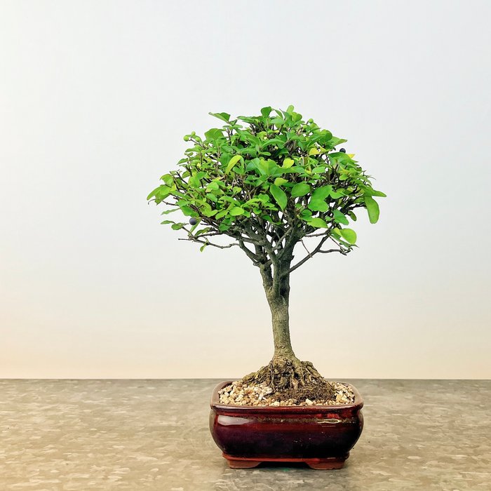 Liguster bonsai (Ligustrum) - Højde (Træ): 22 cm - Dybde (Træ): 15 cm - Spanien