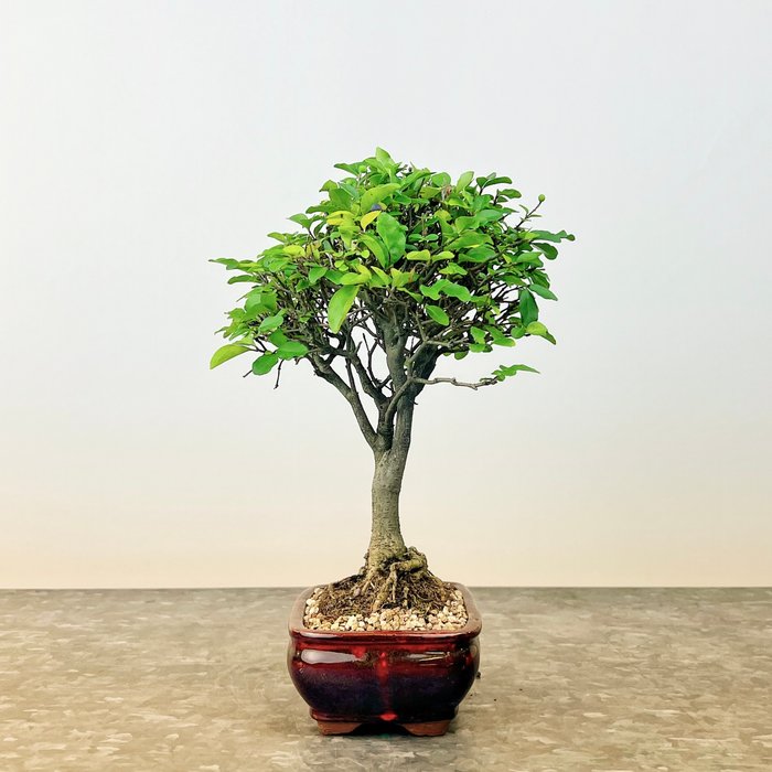 Liguster bonsai (Ligustrum) - Højde (Træ): 22 cm - Dybde (Træ): 15 cm - Spanien