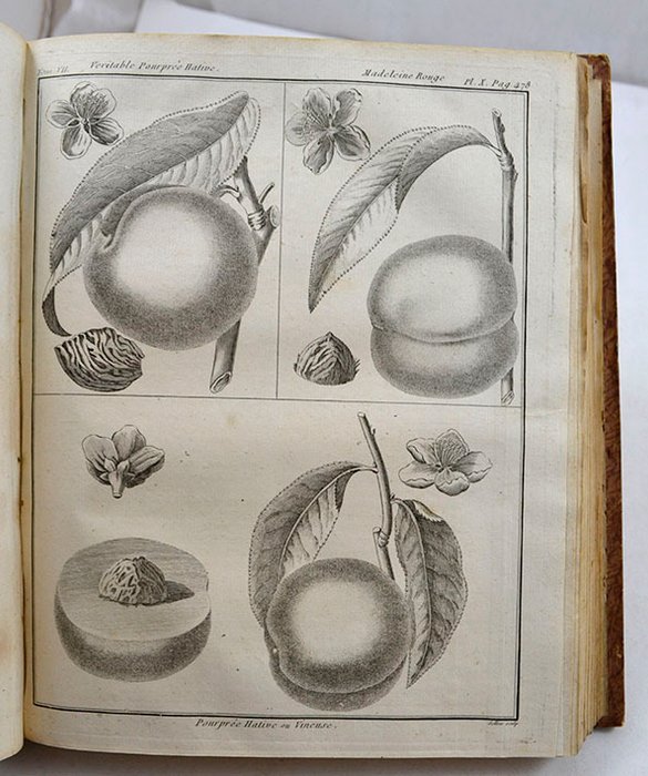 Abbé de Rozier - Cours complet d’agriculture théorique pratique économique Tome 7 - 1796