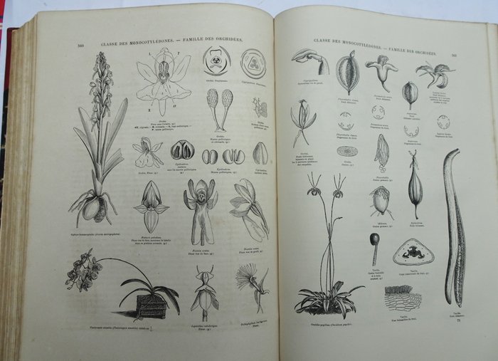 E Le Maout et J Decaisne - Traité général de Botanique descriptive et analytique - 1876