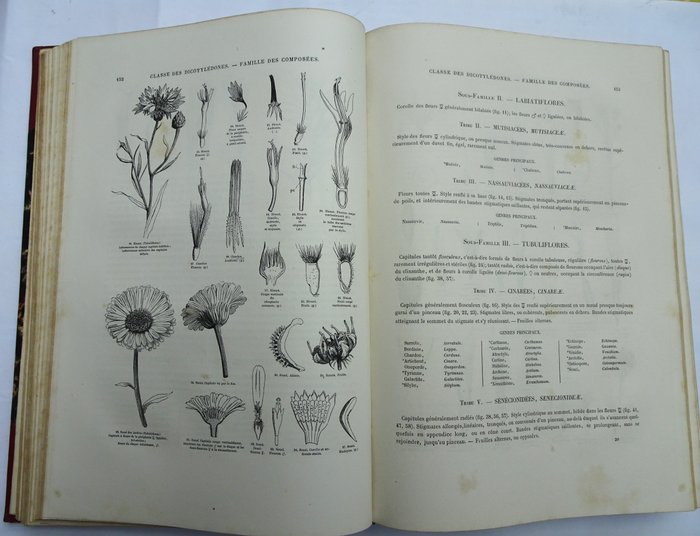 E Le Maout et J Decaisne - Traité général de Botanique descriptive et analytique - 1876