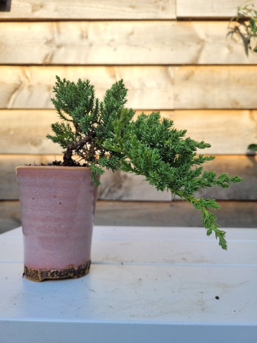 Enebærtræs bonsai (Juniperus) - Højde (Træ): 10 cm - Dybde (Træ): 18 cm - Holland