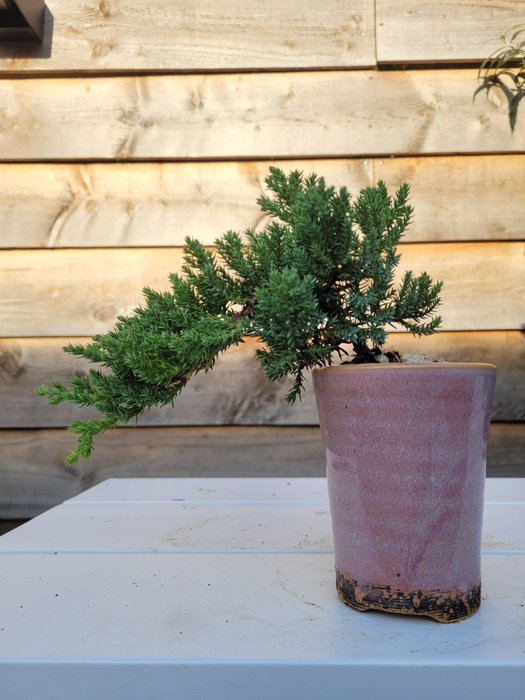 Enebærtræs bonsai (Juniperus) - Højde (Træ): 10 cm - Dybde (Træ): 18 cm - Holland