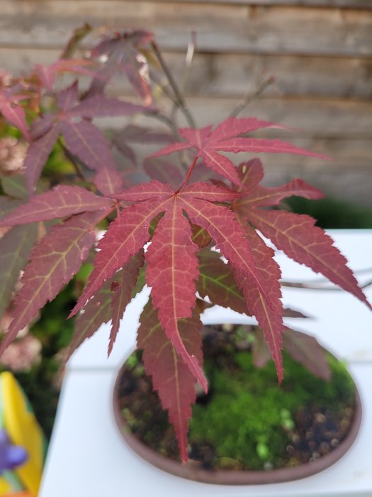 Japanese maple bonsai (Acer palmatum) - Højde (Træ): 28 cm - Dybde (Træ): 28 cm - Japan