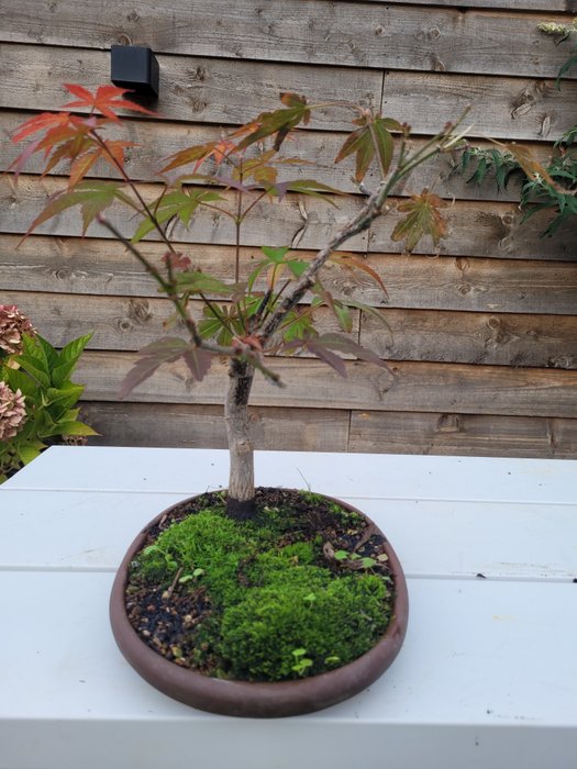 Japanese maple bonsai (Acer palmatum) - Højde (Træ): 28 cm - Dybde (Træ): 28 cm - Japan