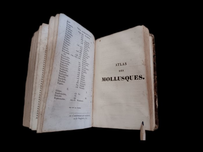 M. Sander Rang - Manuel de l'histoire Naturelle des Mollusque - 1829