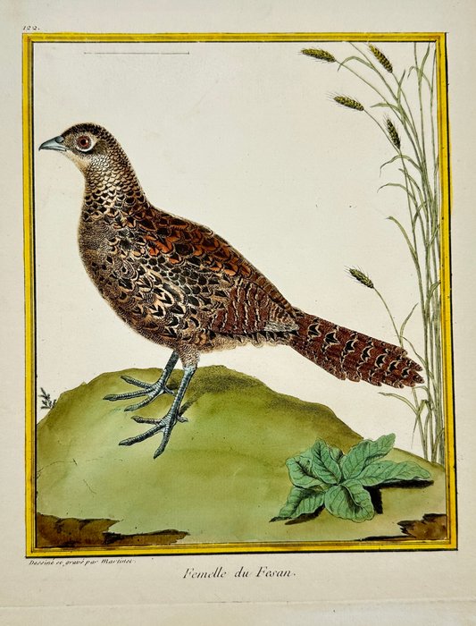 François-Nicolas Martinet (1731–1800) - Femelle du Fesan - Female Pheasant - 1765