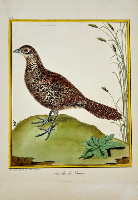 François-Nicolas Martinet (1731–1800) - Femelle du Fesan - Female Pheasant - 1765