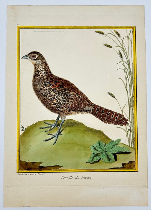 François-Nicolas Martinet (1731–1800) - Femelle du Fesan - Female Pheasant - 1765