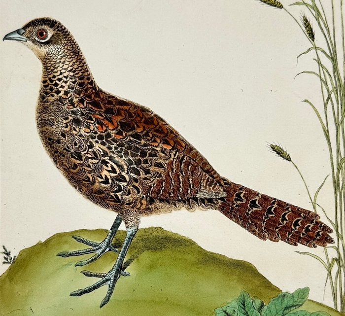 François-Nicolas Martinet (1731–1800) - Femelle du Fesan - Female Pheasant - 1765