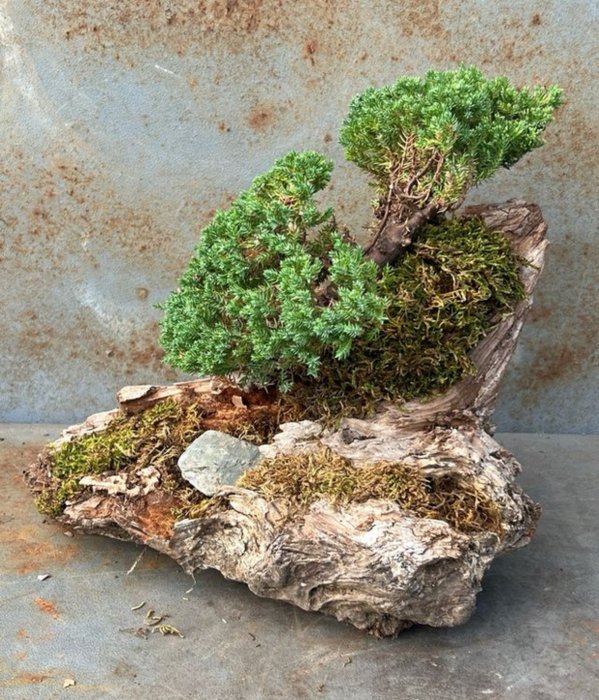 Enebærtræs bonsai (Juniperus) - Højde (Træ): 18 cm - Dybde (Træ): 32 cm - Japan