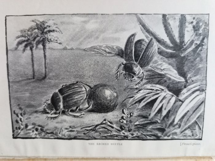 J.H. Fabre/M. Prendergast Parker - Insect life: souvenirs of a naturalist - 1901