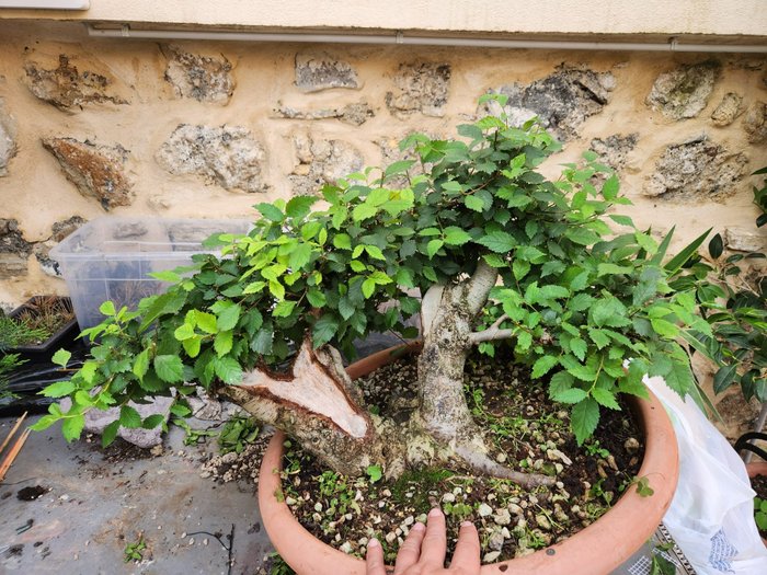 Kinesisk elm bonsai (Ulmus parviflora) - Højde (Træ): 45 cm - Dybde (Træ): 68 cm - Italien - Ulmus Multi-trunk