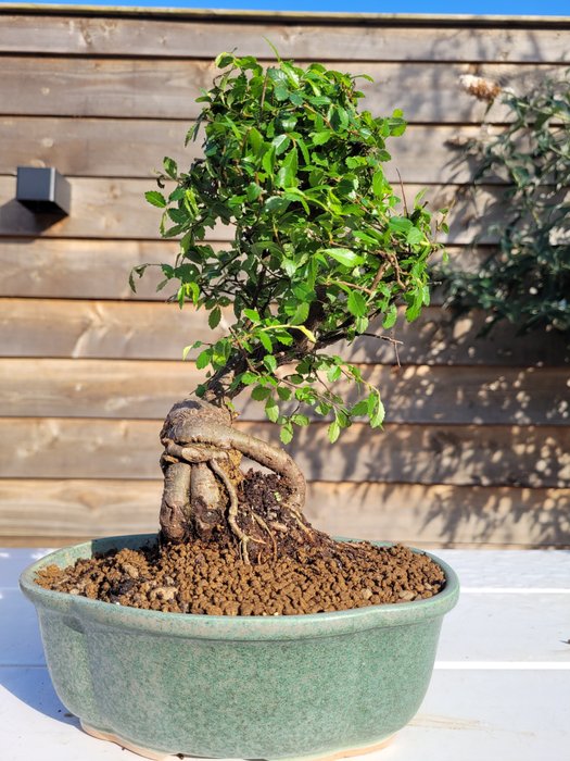 Kinesisk elm bonsai (Ulmus parviflora) - Højde (Træ): 28 cm - Dybde (Træ): 22 cm - Holland