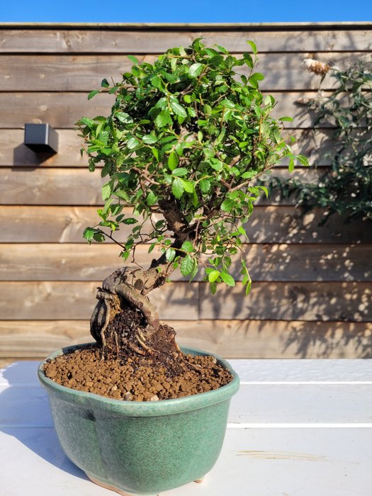 Kinesisk elm bonsai (Ulmus parviflora) - Højde (Træ): 28 cm - Dybde (Træ): 22 cm - Holland