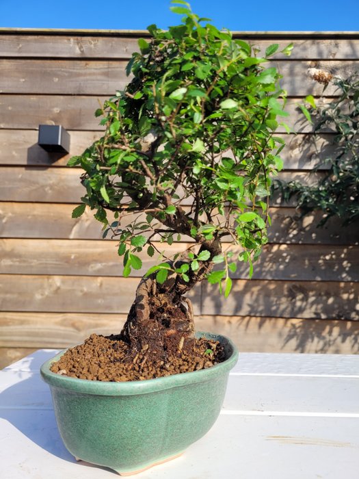 Kinesisk elm bonsai (Ulmus parviflora) - Højde (Træ): 28 cm - Dybde (Træ): 22 cm - Holland