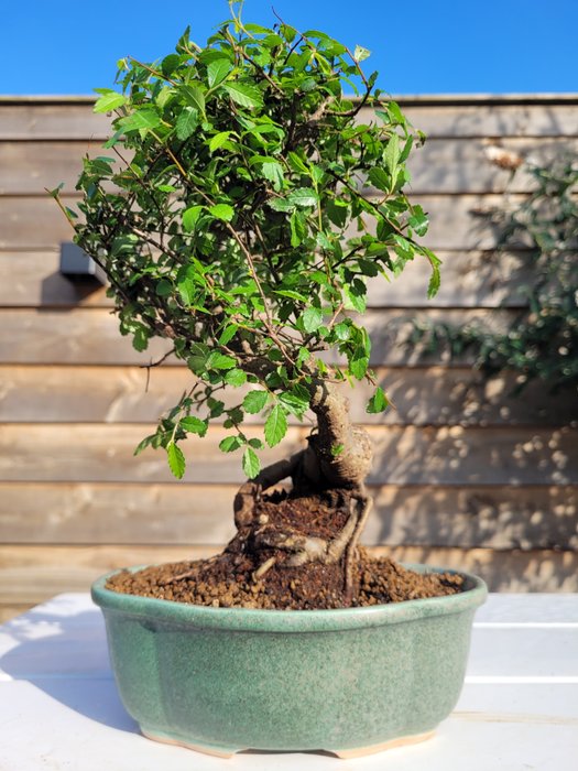 Kinesisk elm bonsai (Ulmus parviflora) - Højde (Træ): 28 cm - Dybde (Træ): 22 cm - Holland