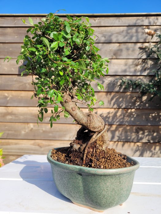 Kinesisk elm bonsai (Ulmus parviflora) - Højde (Træ): 28 cm - Dybde (Træ): 22 cm - Holland