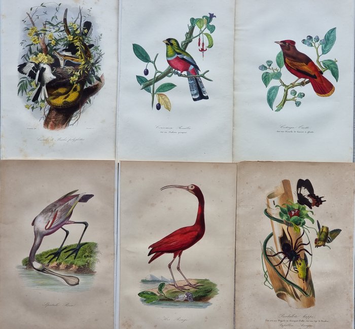 Jean-Emmanuel-Marie Le Maout (1799-1877) - Lot of 6 plates Engravings from "Le Jardin des Plantes (1842)", museum d'histoire naturelle - 1842