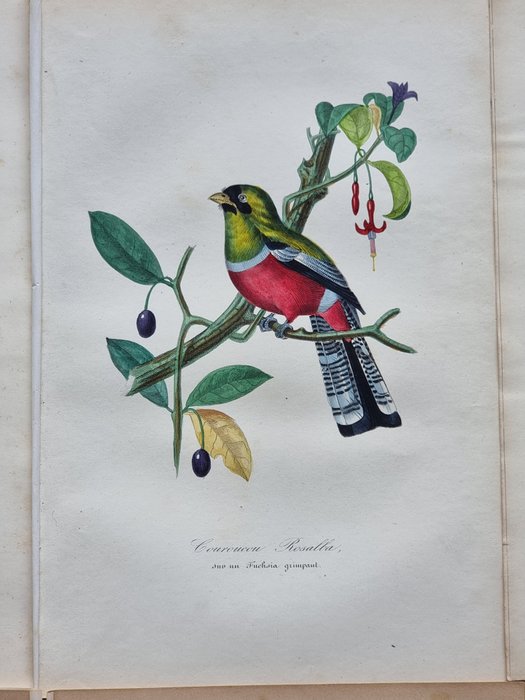 Jean-Emmanuel-Marie Le Maout (1799-1877) - Lot of 6 plates Engravings from "Le Jardin des Plantes (1842)", museum d'histoire naturelle - 1842