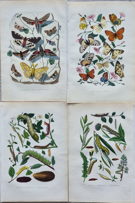 Jean-Emmanuel-Marie Le Maout - Lot of 4 plates Engravings from "Le Jardin des Plantes (1842)" museum d'histoire naturelle - 1842