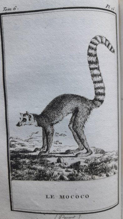 Buffon-Lacépède - Histoire naturelle. Les mammifères / Discours sur les animaux, tables - 1798