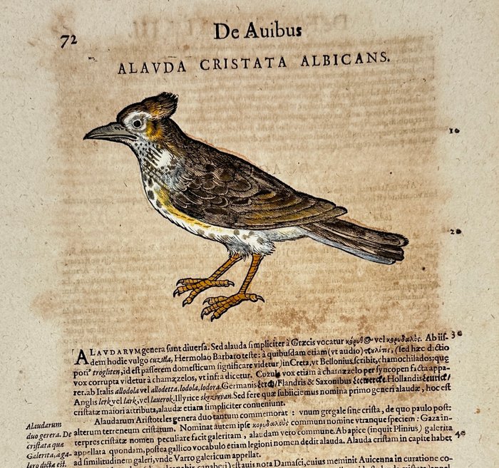 Conrad Gesner (1516-1565) - Hand-coloured Woodcut - Crested Lark - Alauda cristata albicans