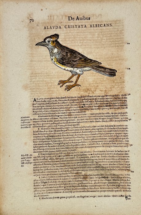 Conrad Gesner (1516-1565) - Hand-coloured Woodcut - Crested Lark - Alauda cristata albicans