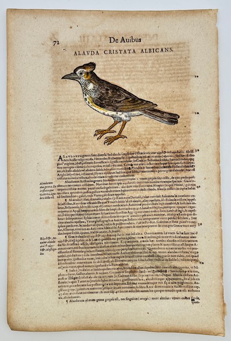 Conrad Gesner (1516-1565) - Hand-coloured Woodcut - Crested Lark - Alauda cristata albicans