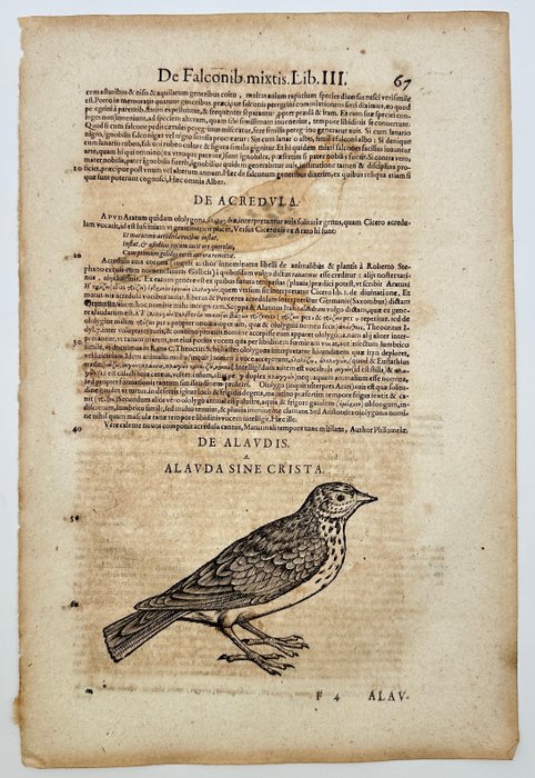 Conrad Gesner (1516-1565) - Hand-coloured Woodcut - Crested Lark - Alauda cristata albicans