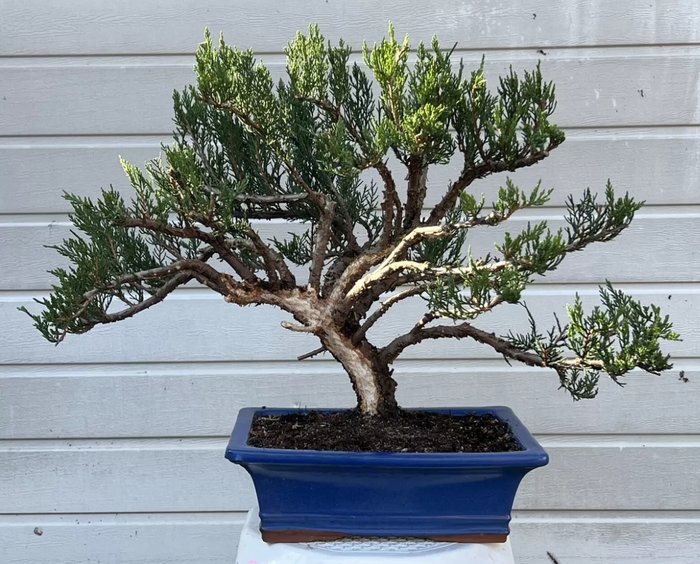 Enebærtræs bonsai (Juniperus) - Højde (Træ): 45 cm - Dybde (Træ): 66 cm - Japan