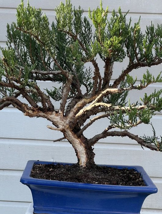 Enebærtræs bonsai (Juniperus) - Højde (Træ): 45 cm - Dybde (Træ): 66 cm - Japan