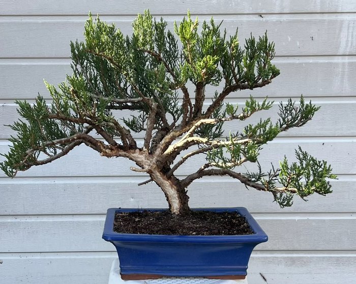 Enebærtræs bonsai (Juniperus) - Højde (Træ): 45 cm - Dybde (Træ): 66 cm - Japan