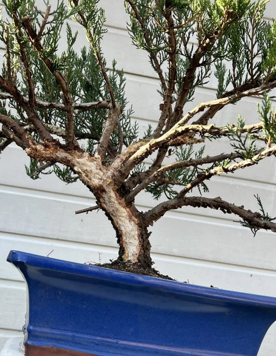 Enebærtræs bonsai (Juniperus) - Højde (Træ): 45 cm - Dybde (Træ): 66 cm - Japan