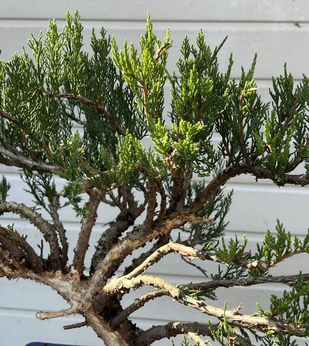 Enebærtræs bonsai (Juniperus) - Højde (Træ): 45 cm - Dybde (Træ): 66 cm - Japan