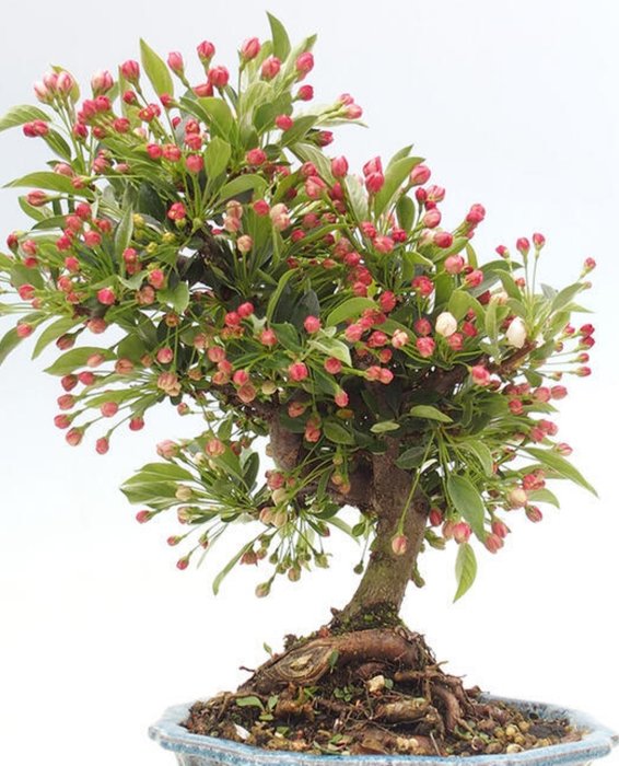 Vildæble bonsai (Malus sargentii) - Højde (Træ): 30 cm - Dybde (Træ): 25 cm - Japan