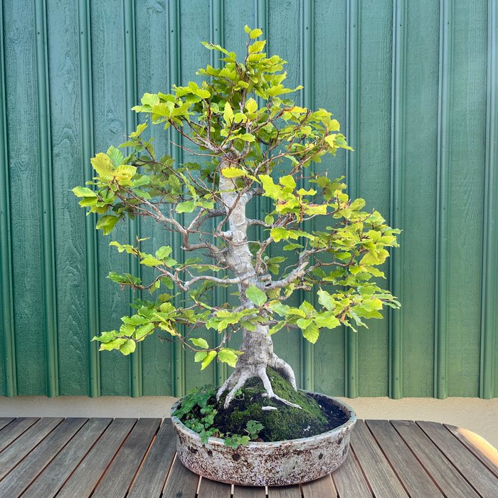 Bøgetræs bonsai (Fagus) - Højde (Træ): 85 cm - Dybde (Træ): 70 cm - Sverige - Yamadori vildt samlet