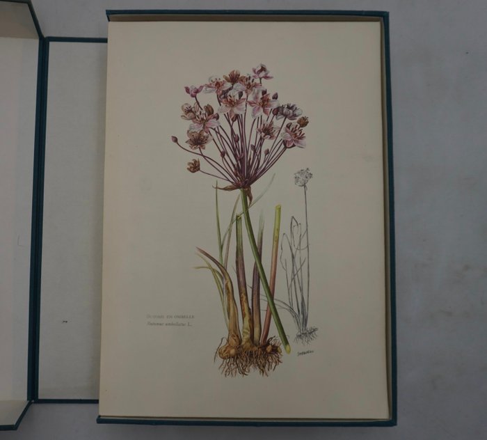 Flore d'Europe. Collection de documents d'Histoire Naturelle - 1967